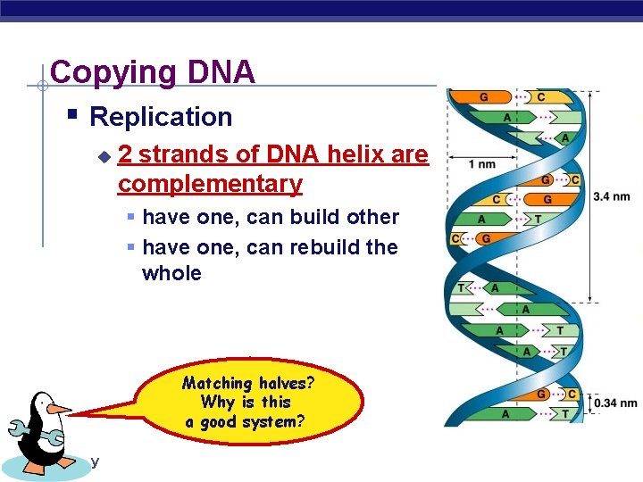 Copying DNA § Replication u 2 strands of DNA helix are complementary § have