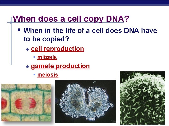 When does a cell copy DNA? § When in the life of a cell