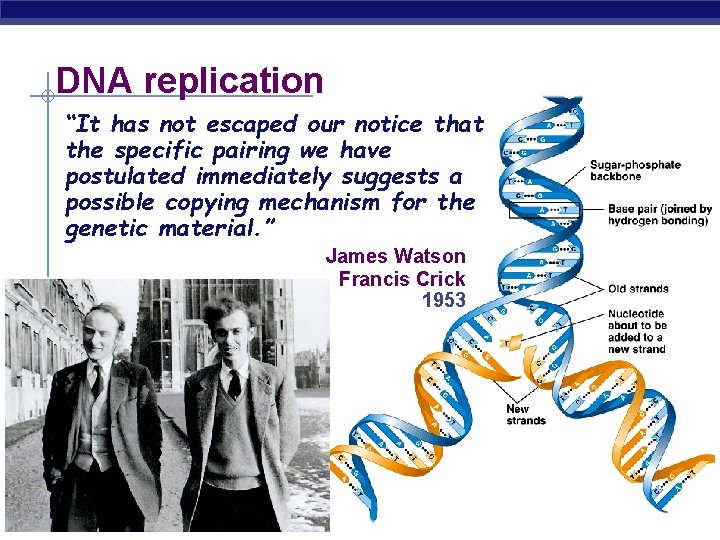 DNA replication “It has not escaped our notice that the specific pairing we have