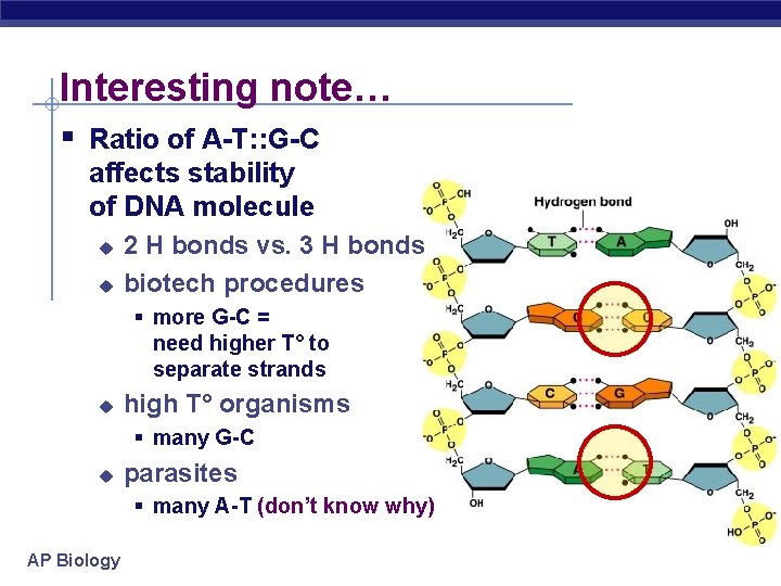 Interesting note… § Ratio of A-T: : G-C affects stability of DNA molecule u