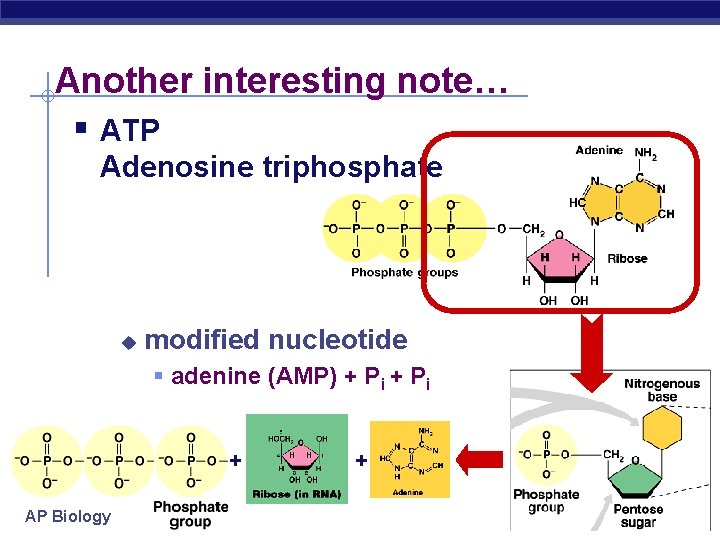 Another interesting note… § ATP Adenosine triphosphate u modified nucleotide § adenine (AMP) +