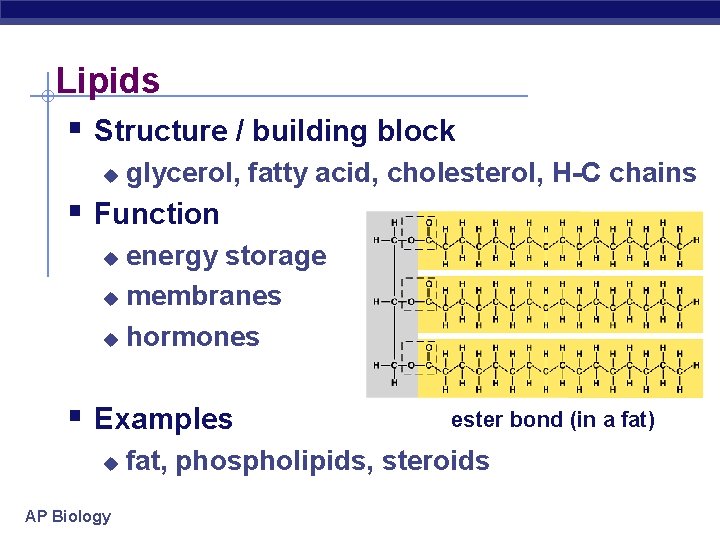 Lipids § Structure / building block u glycerol, fatty acid, cholesterol, H-C chains §