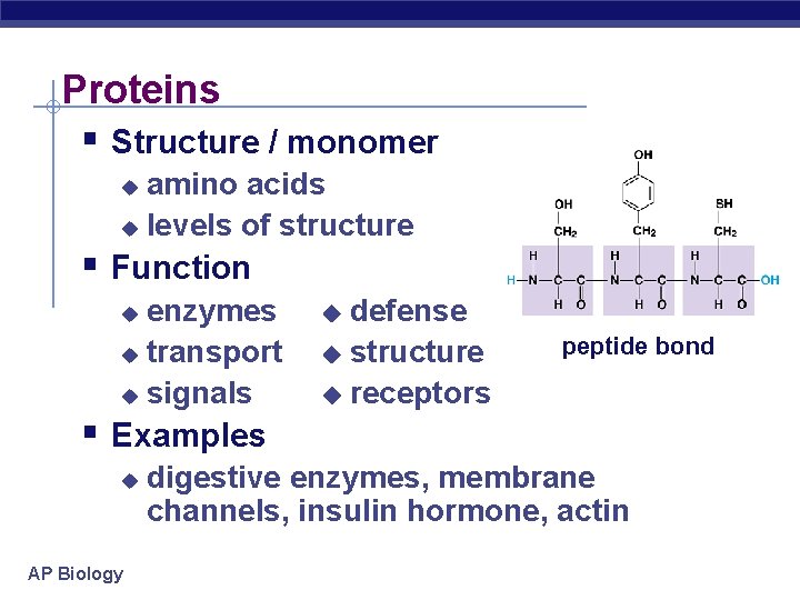 Proteins § Structure / monomer amino acids u levels of structure u § Function