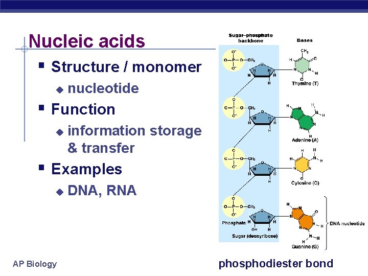 Nucleic acids § Structure / monomer u nucleotide § Function u information storage &