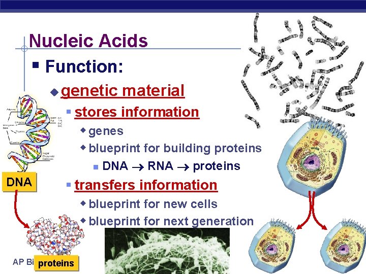 Nucleic Acids § Function: u genetic material § stores information w genes w blueprint