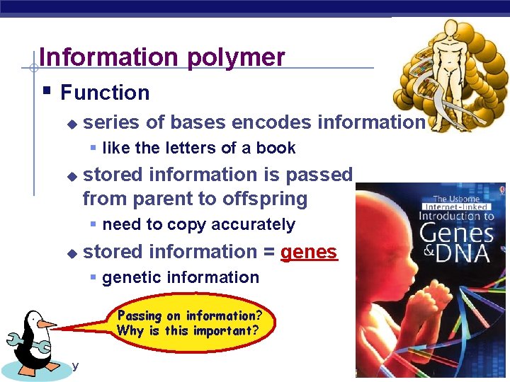 Information polymer § Function u series of bases encodes information § like the letters