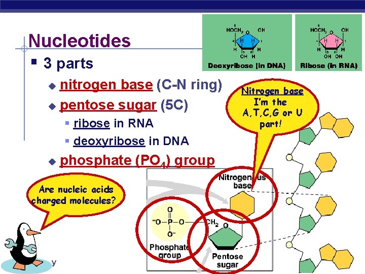 Nucleotides § 3 parts nitrogen base (C-N ring) u pentose sugar (5 C) u