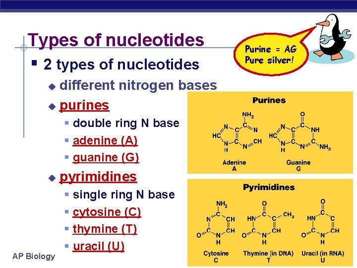 Types of nucleotides § 2 types of nucleotides different nitrogen bases u purines u