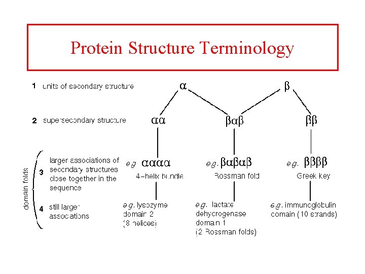 Protein Structure Terminology 