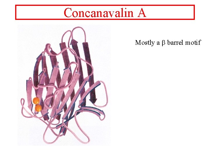 Concanavalin A Mostly a b barrel motif 