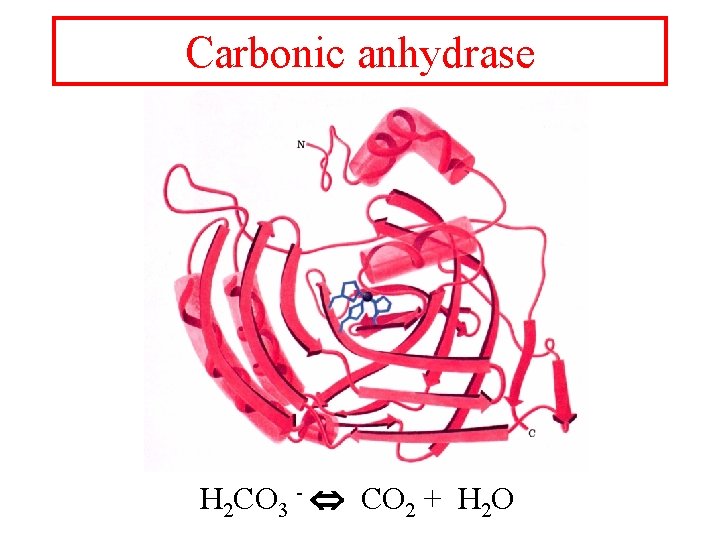 Carbonic anhydrase H 2 CO 3 - CO 2 + H 2 O 