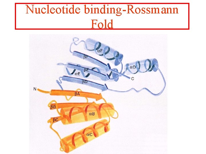 Nucleotide binding-Rossmann Fold 