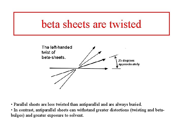 beta sheets are twisted • Parallel sheets are less twisted than antiparallel and are