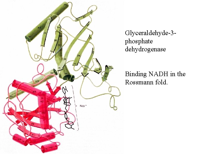 Glyceraldehyde-3 phosphate dehydrogenase Binding NADH in the Rossmann fold. 