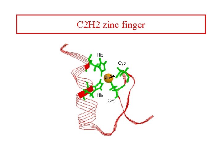 C 2 H 2 zinc finger 