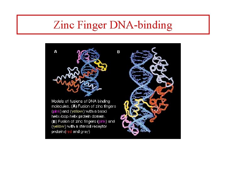 Zinc Finger DNA-binding 