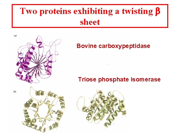 Two proteins exhibiting a twisting b sheet Bovine carboxypeptidase Triose phosphate isomerase 