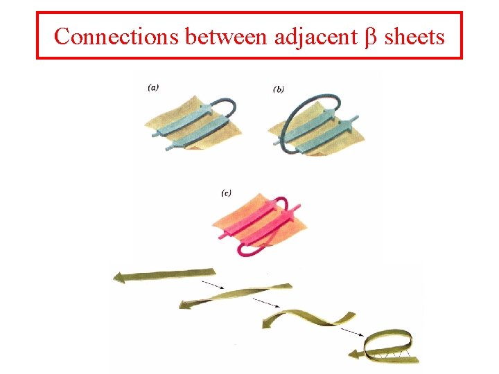 Connections between adjacent b sheets 