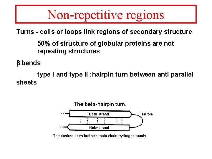 Non-repetitive regions Turns - coils or loops link regions of secondary structure 50% of