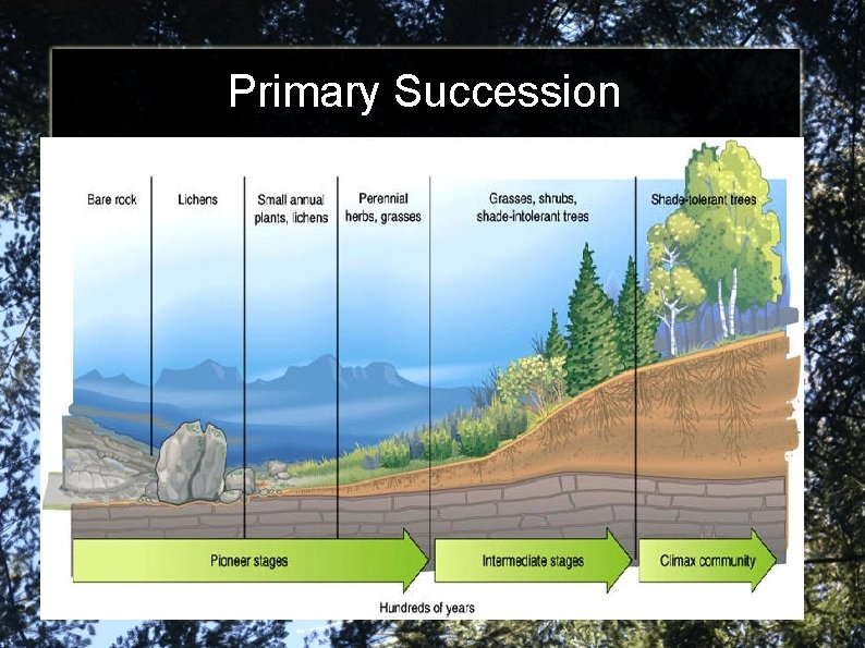 Primary Succession 