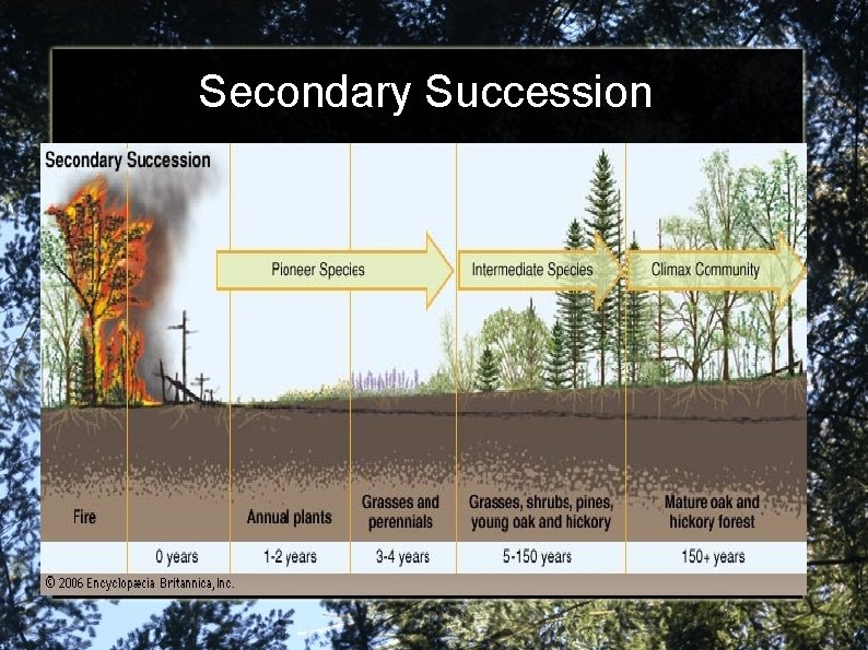 Secondary Succession 