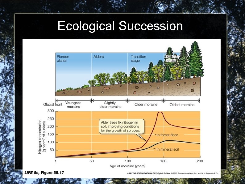 Ecological Succession 