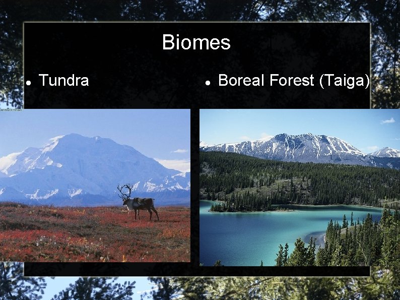 Biomes Tundra Boreal Forest (Taiga) 