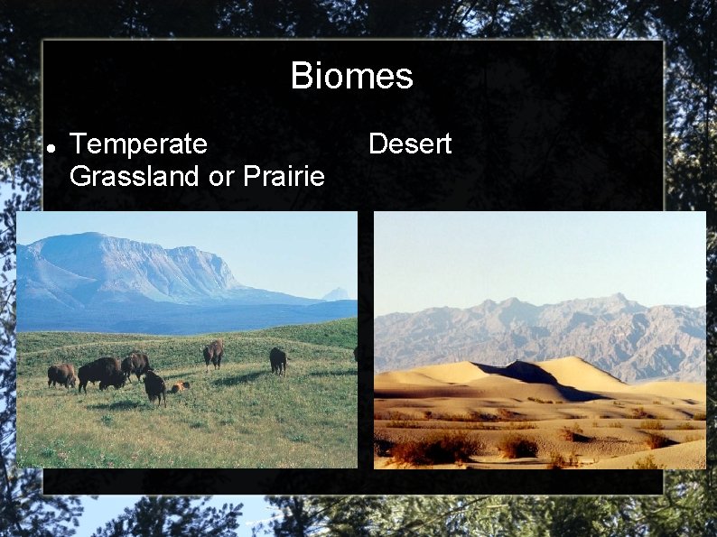 Biomes Temperate Grassland or Prairie Desert 