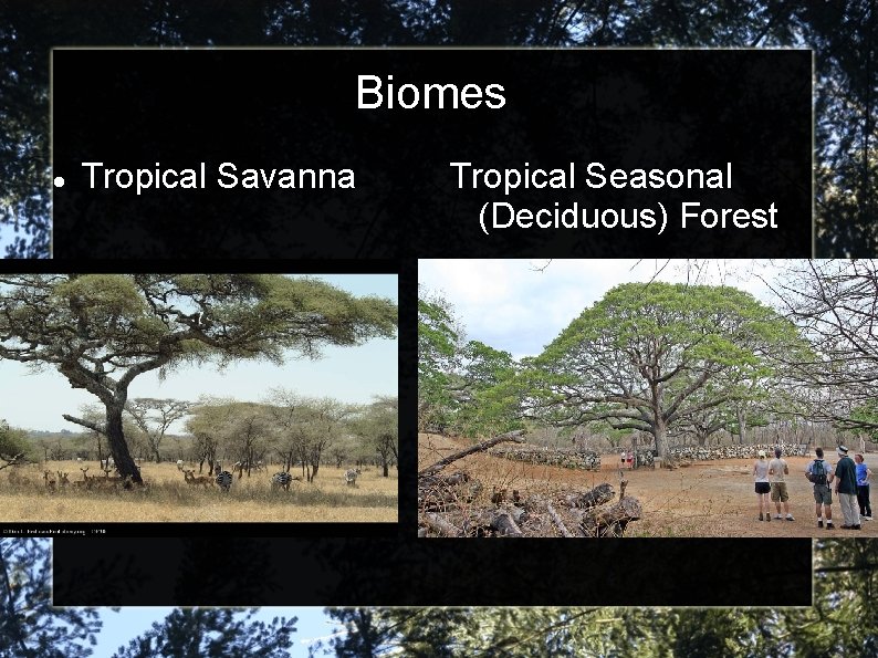 Biomes Tropical Savanna Tropical Seasonal (Deciduous) Forest 