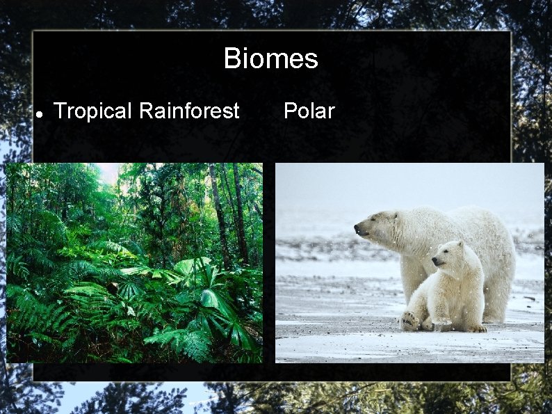 Biomes Tropical Rainforest Polar 