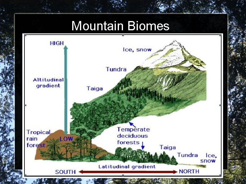Mountain Biomes 