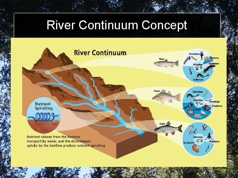 River Continuum Concept 