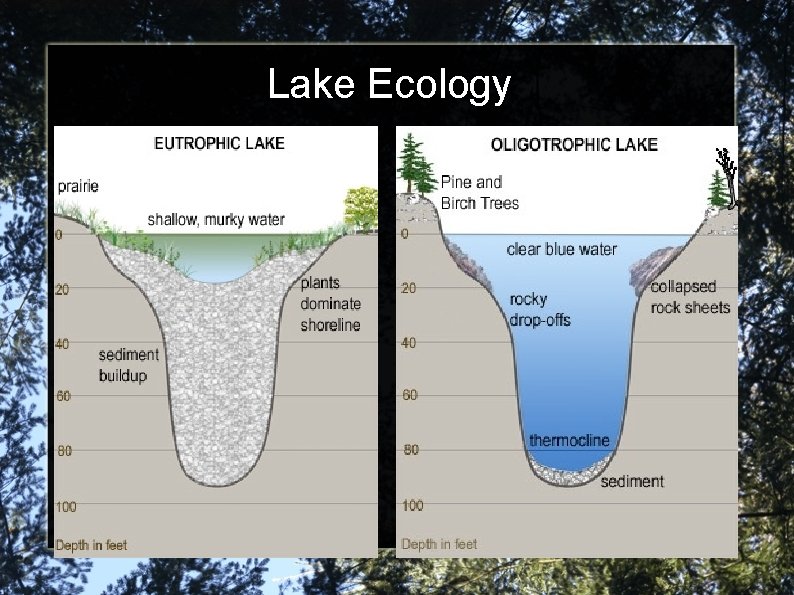 Lake Ecology 