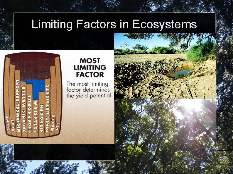 Limiting Factors in Ecosystems 