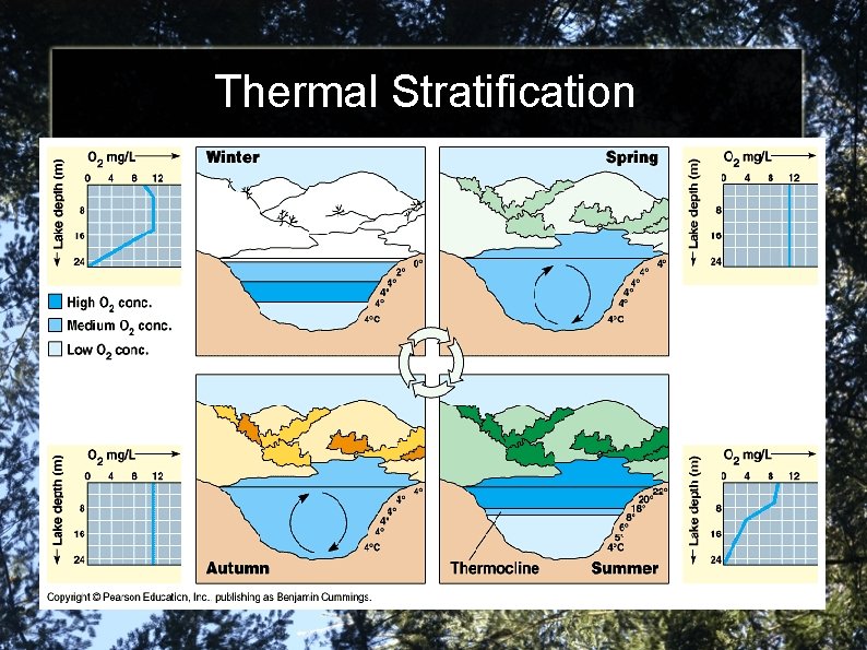 Thermal Stratification 