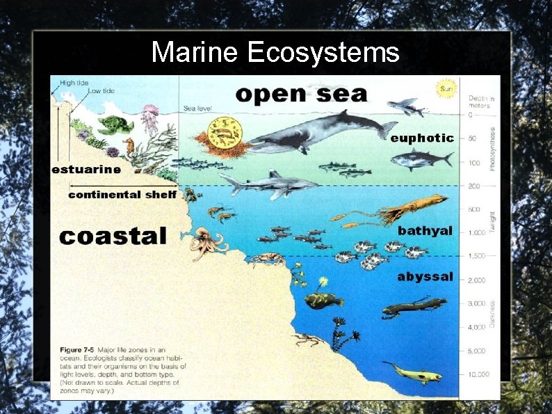 Marine Ecosystems 