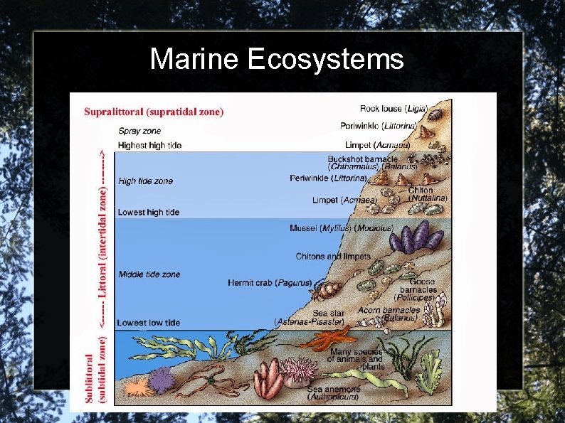 Marine Ecosystems 