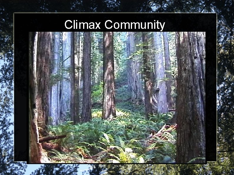 Climax Community 