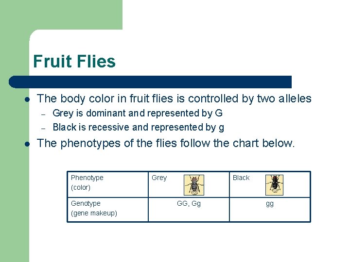 Fruit Flies l The body color in fruit flies is controlled by two alleles