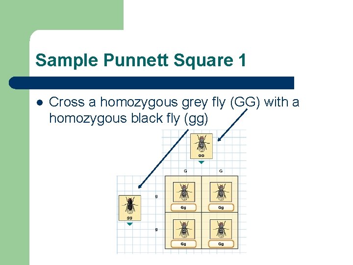 Sample Punnett Square 1 l Cross a homozygous grey fly (GG) with a homozygous