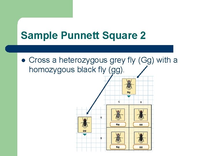 Sample Punnett Square 2 l Cross a heterozygous grey fly (Gg) with a homozygous