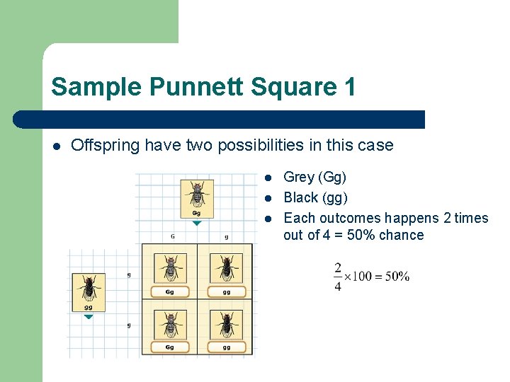 Sample Punnett Square 1 l Offspring have two possibilities in this case l l