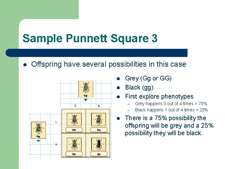 Sample Punnett Square 3 l Offspring have several possibilities in this case l l