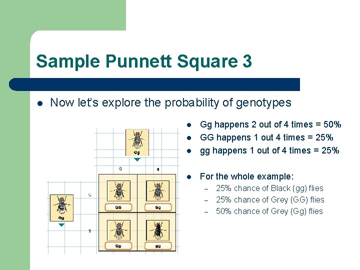 Sample Punnett Square 3 l Now let’s explore the probability of genotypes l Gg