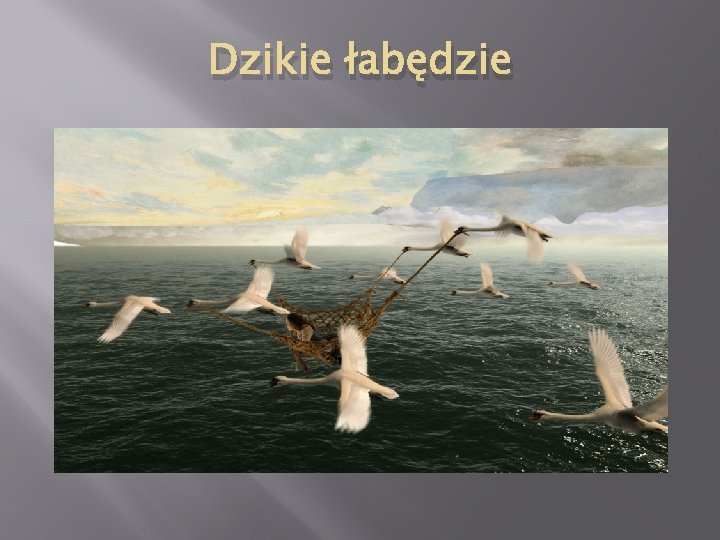 Dzikie łabędzie 