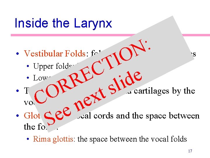 Inside the Larynx : • Vestibular Folds: folds of mucous membranes N O I