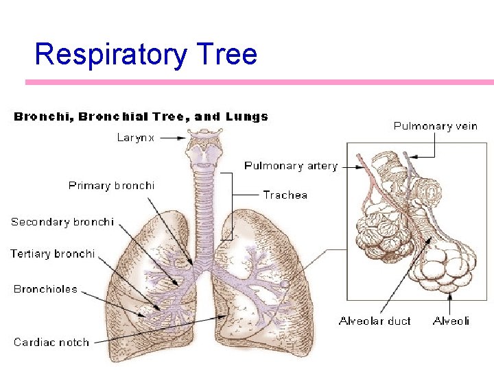 Respiratory Tree 23 