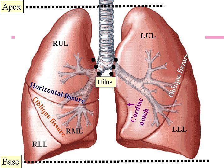 Apex Lungs LUL Ob tal fi s sure liq ue re su fis RML