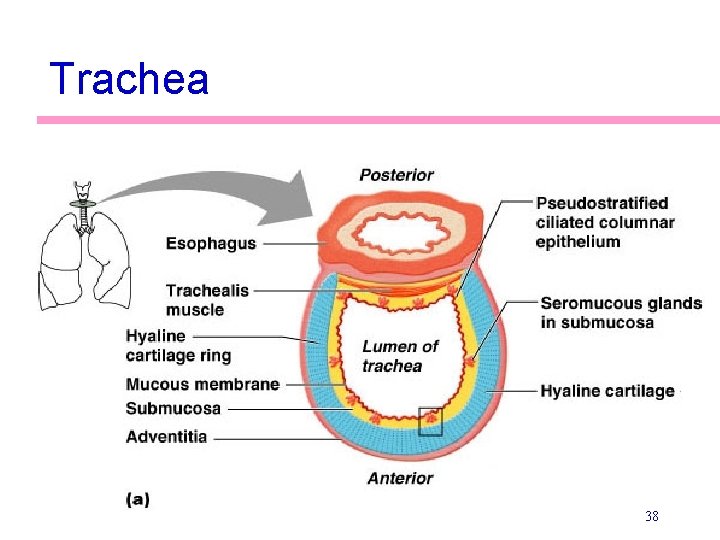 Trachea 38 