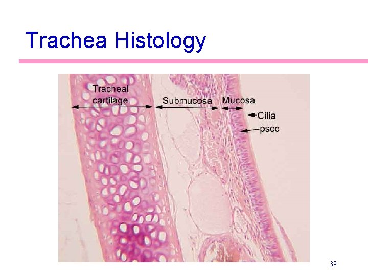 Trachea Histology 39 
